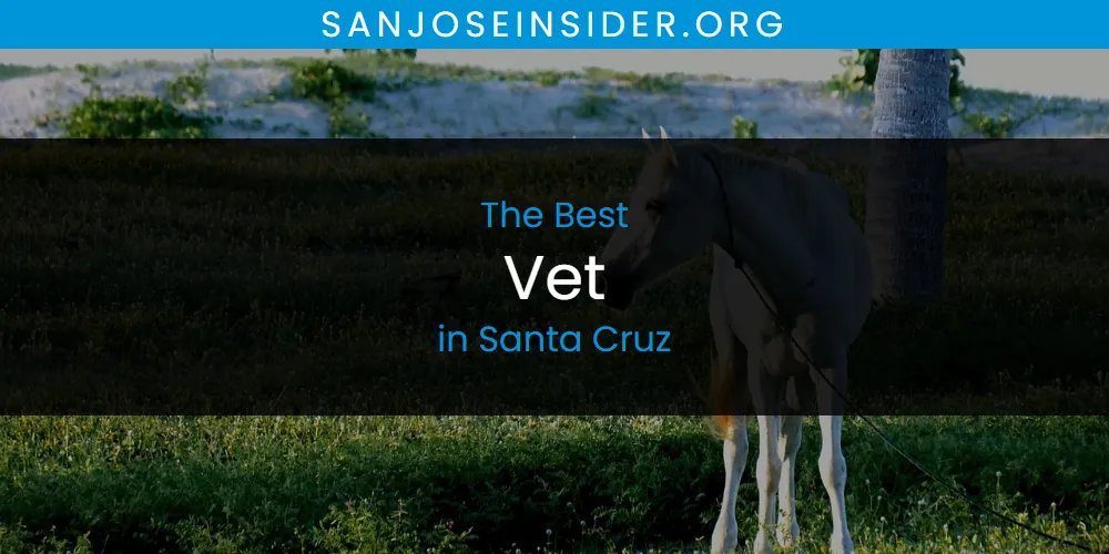 Santa Cruz's Best Vet [Updated 2025]