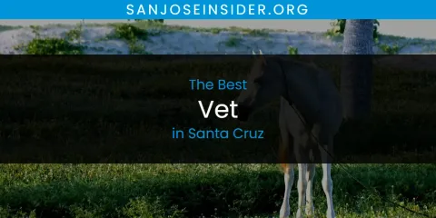 Best Vet in Santa Cruz: Complete Guide